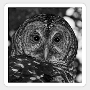 Barred Owl Sticker